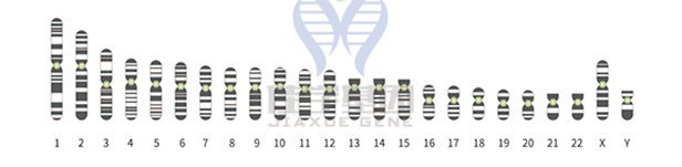 知道CD81的这些内容，是基因检测全面性一个准备