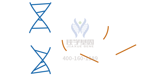 <b>【MG冰球突破官网基因检测</b>